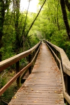 wooded pathway in forest, Cambria California