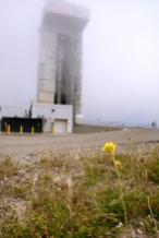 Erect rocket amidst fog, yellow flower in foreground