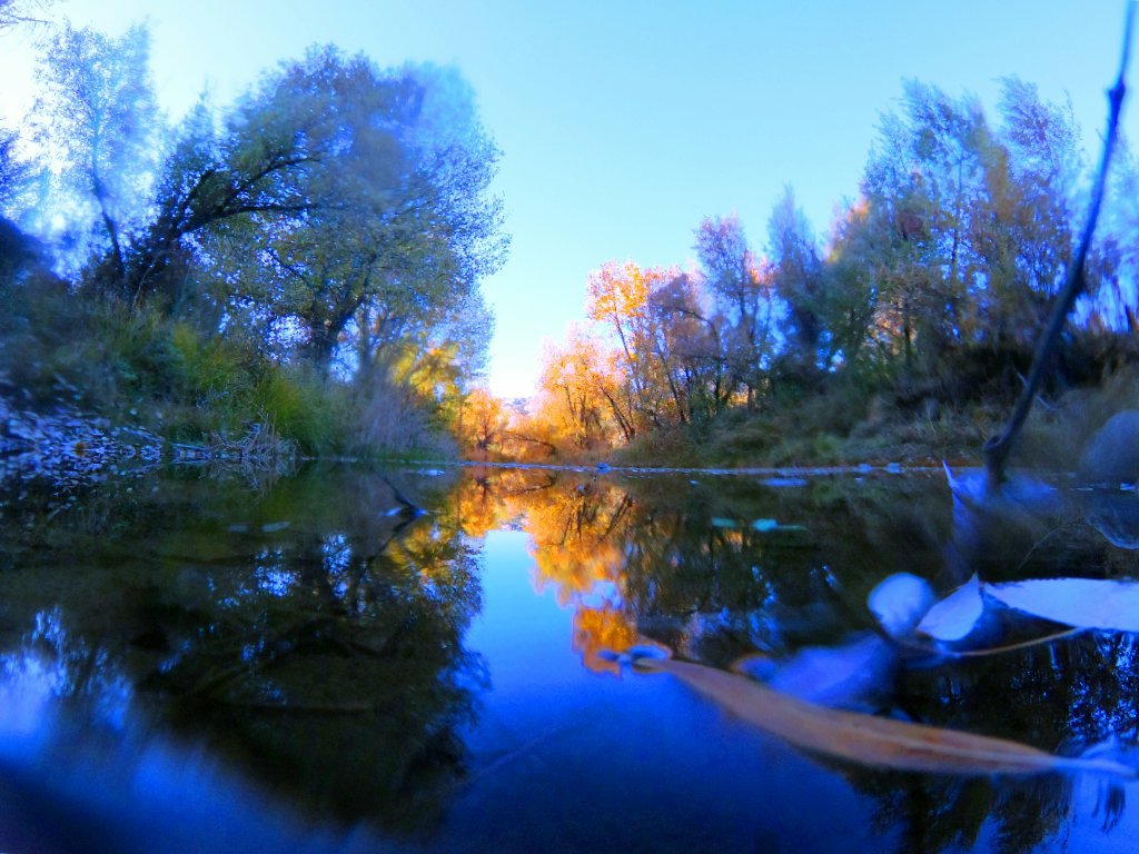 dusk sets with blue tones on creek while bright yellow trees converge in the center in diminishing sunlight