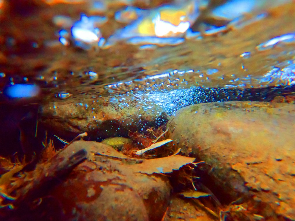 leaves and rocks under bubbly water